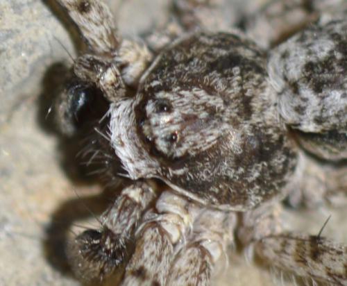 Philodromus sp.